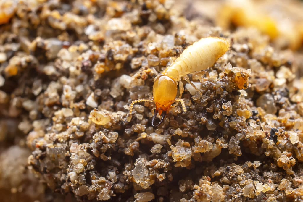 Does My Home Need a Termite Inspection?